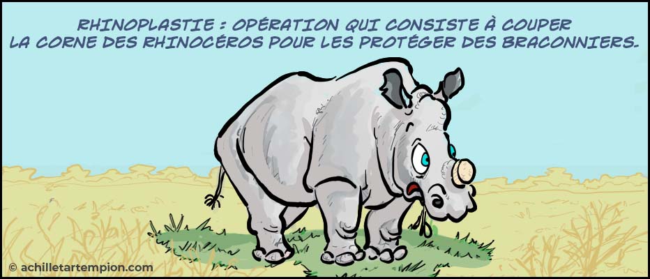 Rhinoplastie : opération qui consiste à couper la corne des rhinocéros pour les protéger des braconniers